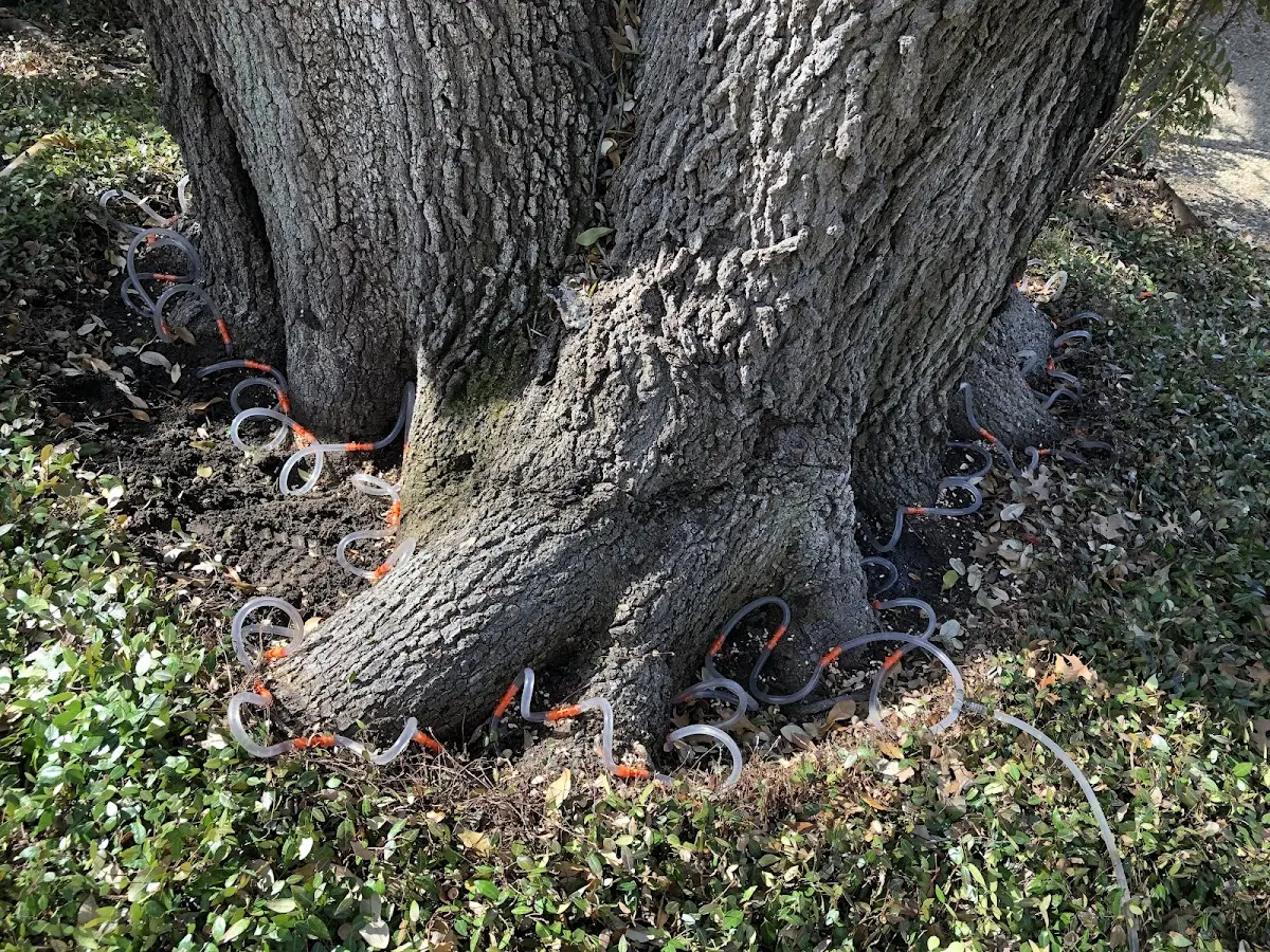 Detailed Tree Cabling and Bracing job site in Mastic Beach