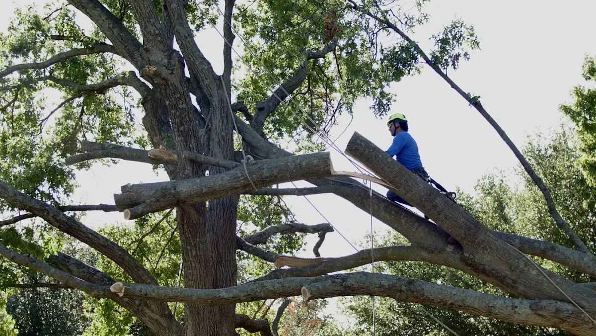 Professional Crown Thinning performed by certified arborists in Mastic Beach